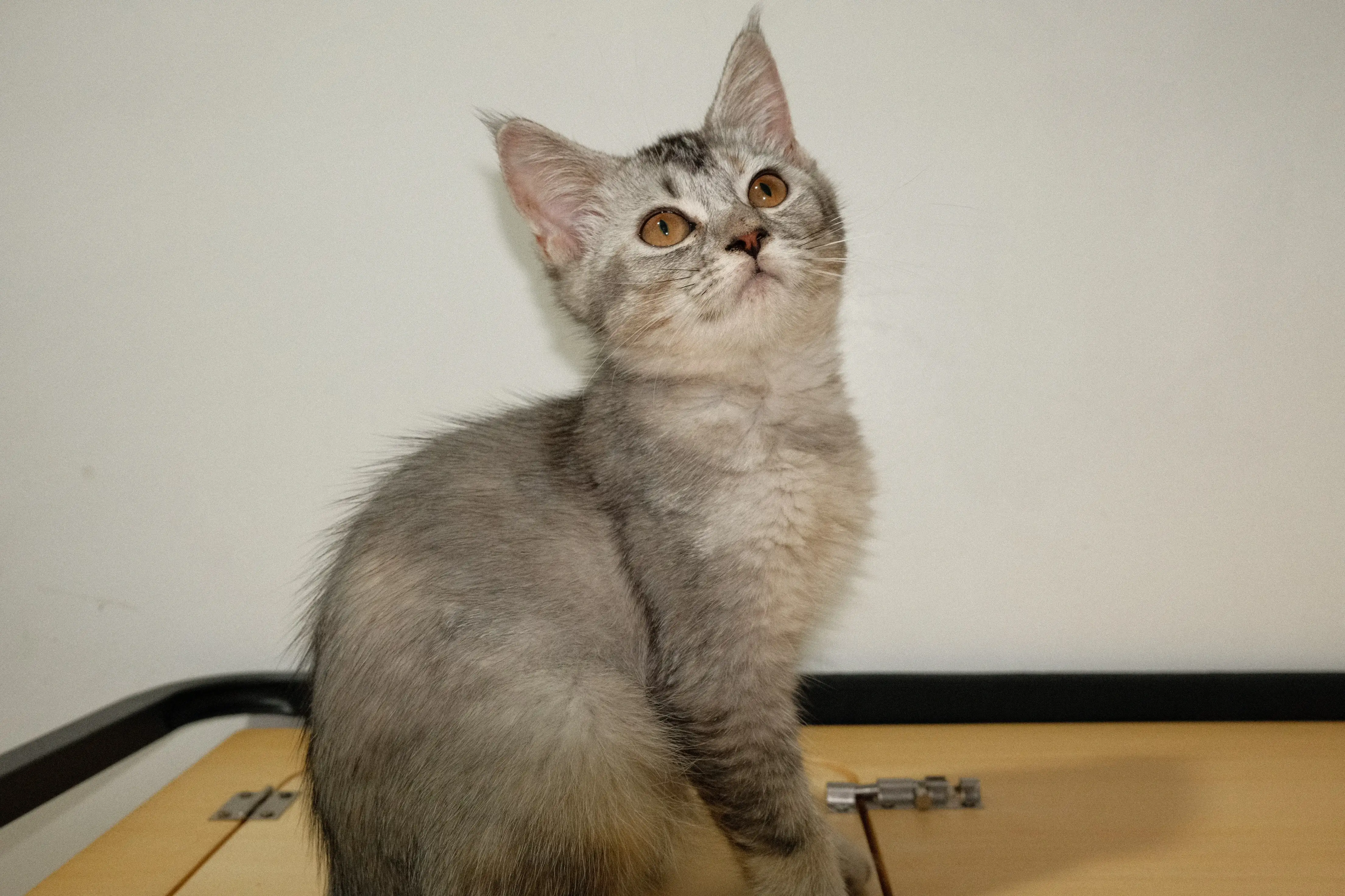 Amora photo 2
