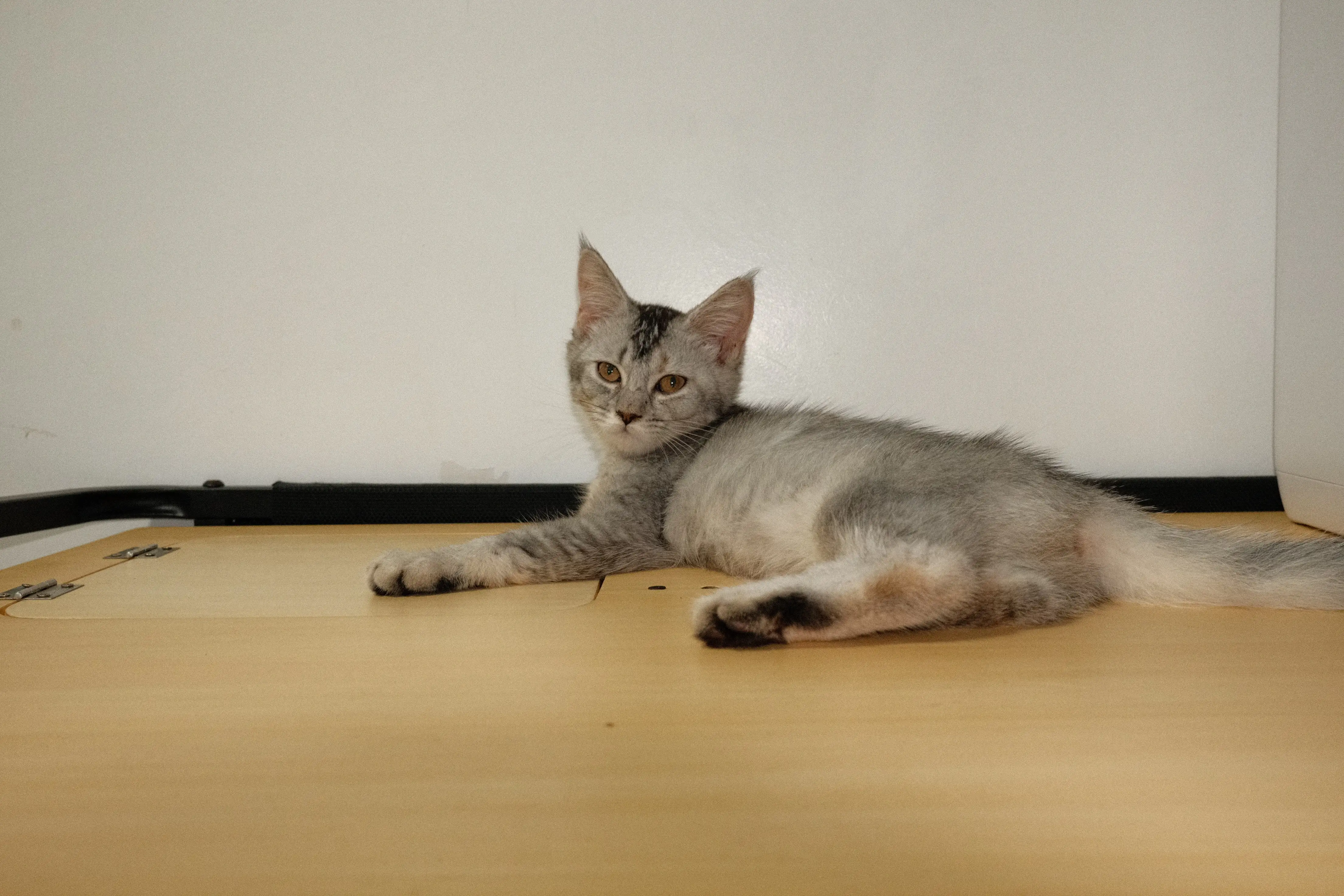 Amora photo 3