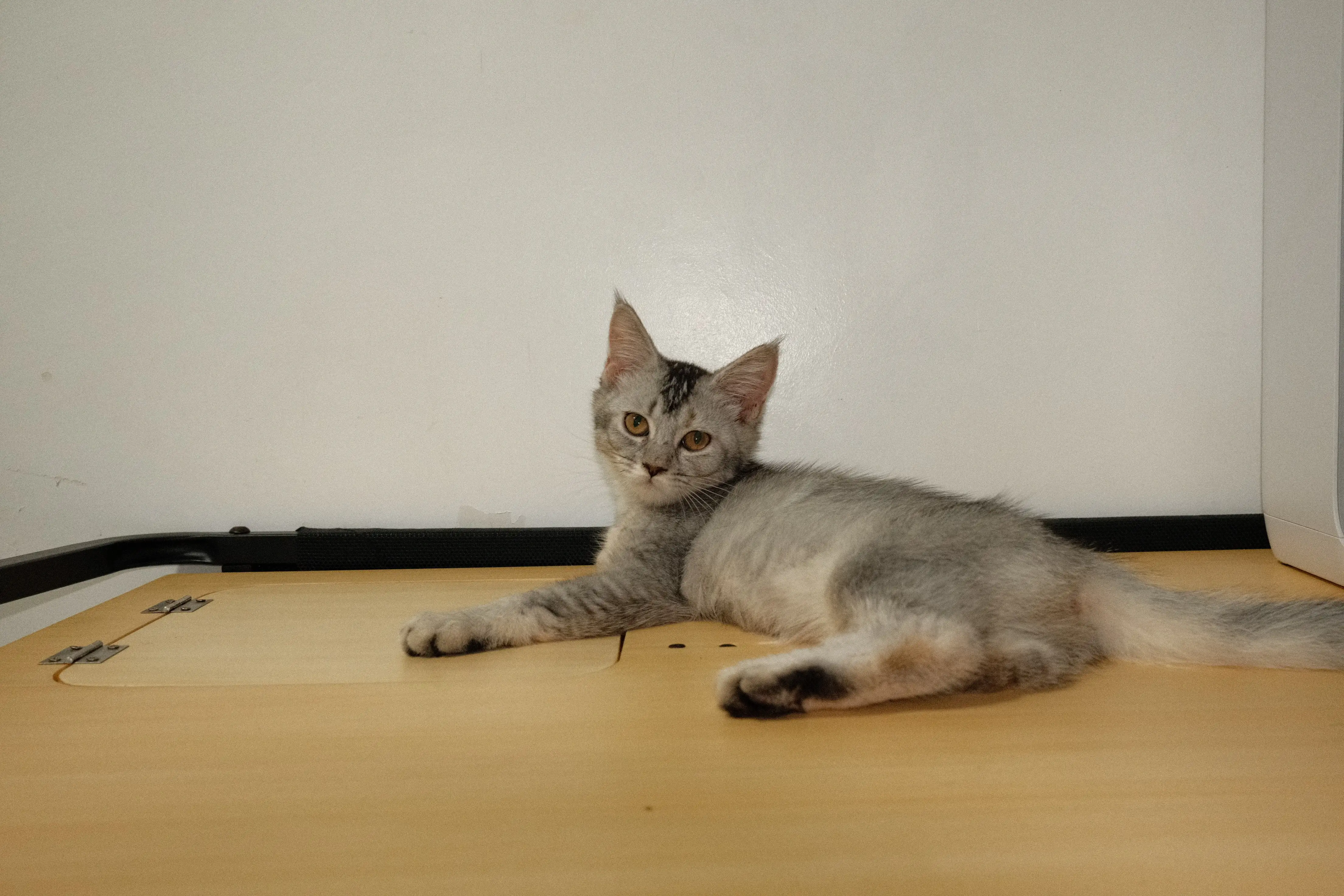 Amora photo 4