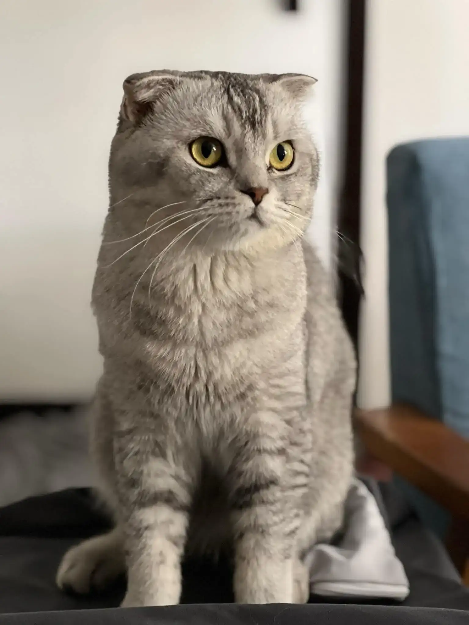 Father Scottish Fold