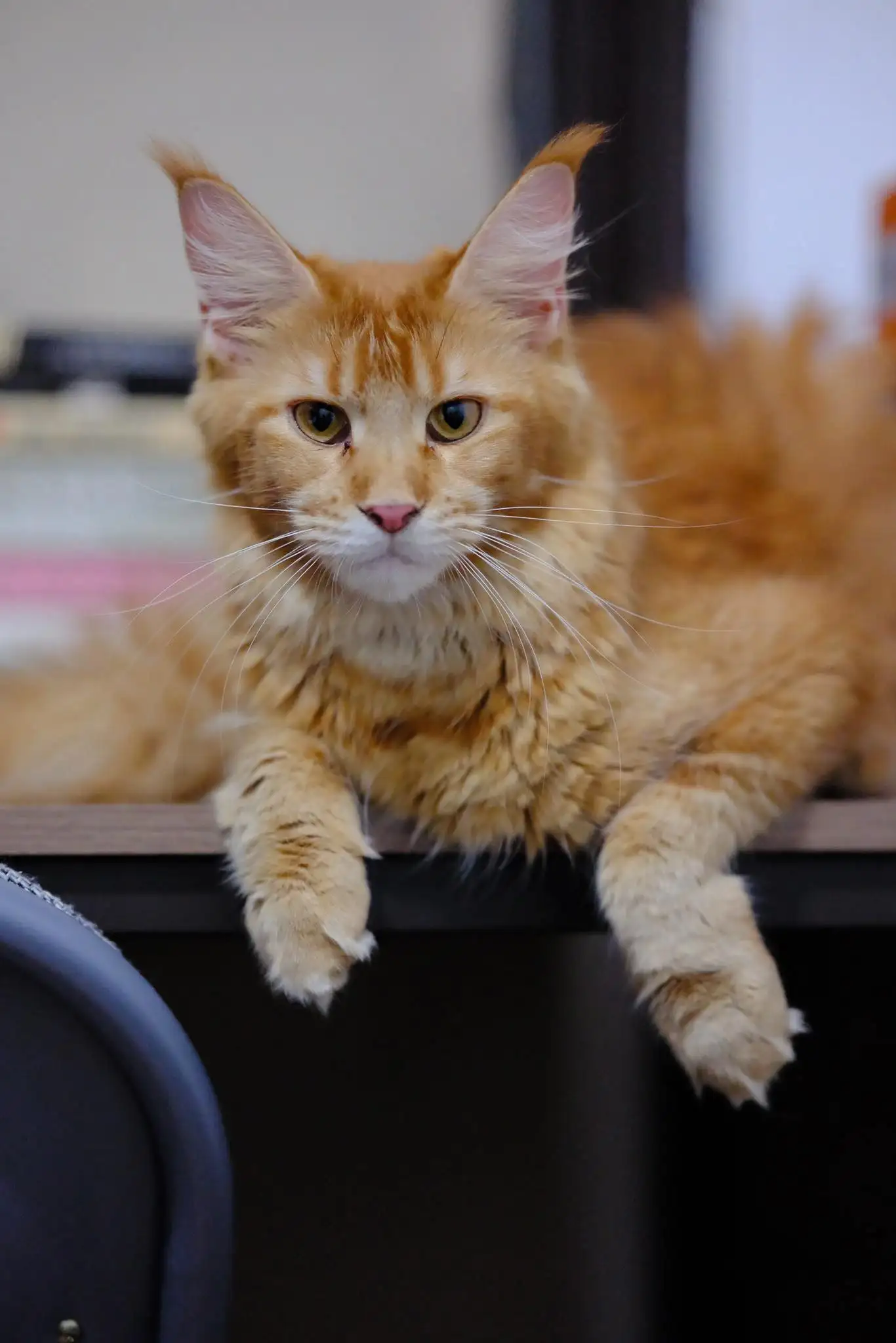 Mother Maine Coon